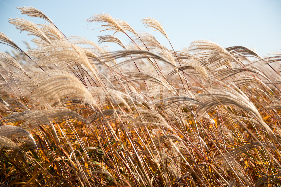 갈대,바람,wave,억새,가을,가을,계절,fall,autumn,season,plant,식물,grass,잔디