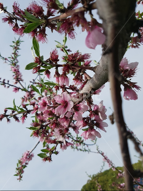 꽃,복숭아꽃,복숭아,이쁜꽃,과수원,풍경,식물,봄,계절,spring,season,plant