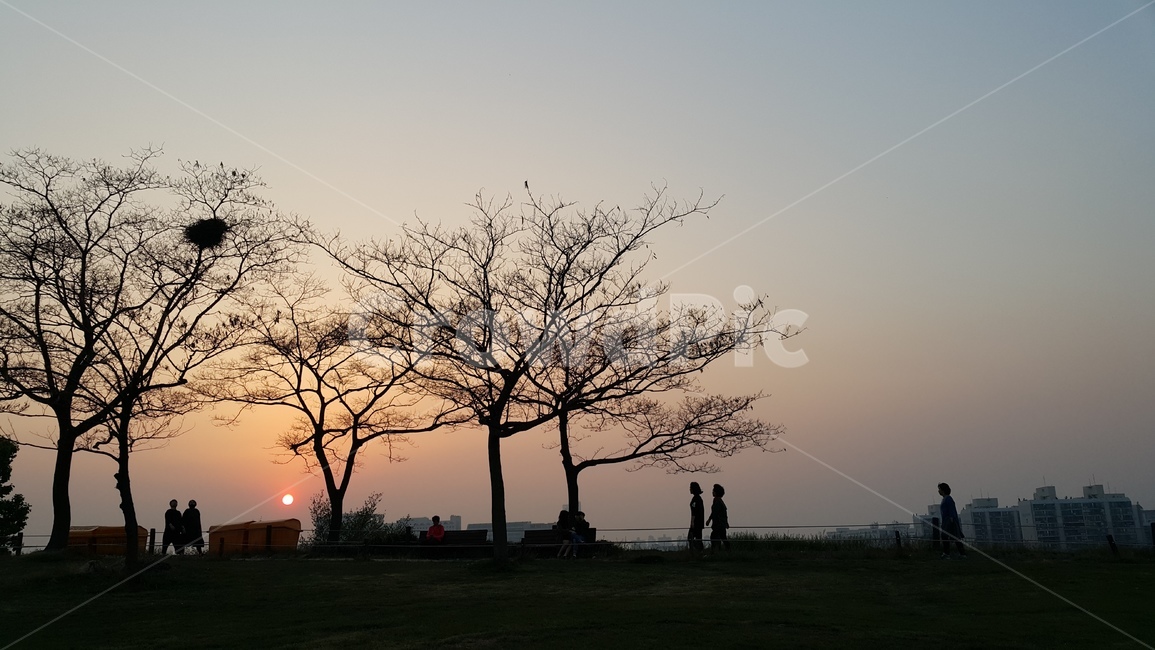 nature,자연,일몰,노을,석양,나무,실루엣,공원,자연,풍경,nature,landscape,outdoors,옥외