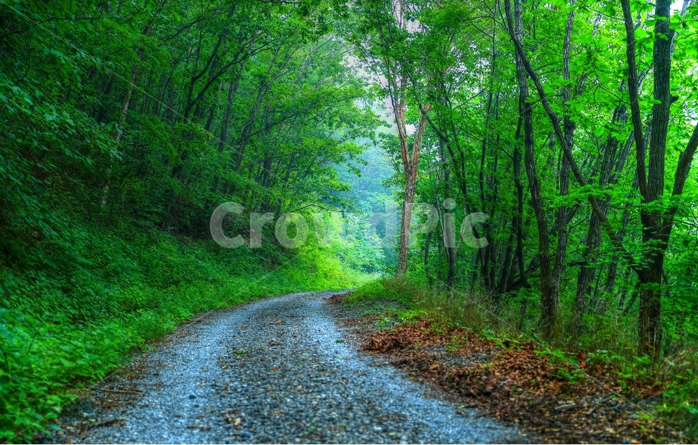 운탄고도,길,강원도,만항재,숲,자연,풍경,nature,landscape,gravel,자갈,road,도로,dirt road,흙길,asphalt,아스팔트