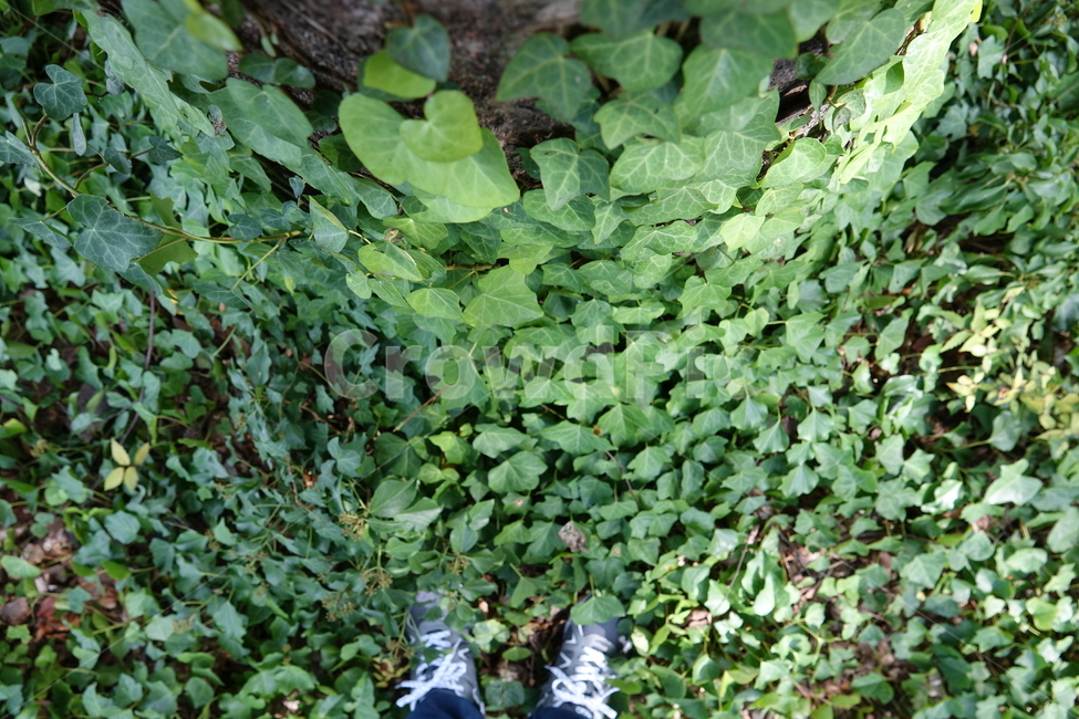 그늘,숲,싱그러움,초록,초록색,식물,자연,plants,nature,사람,인물,인간,human,person,신체일부,몸,body
