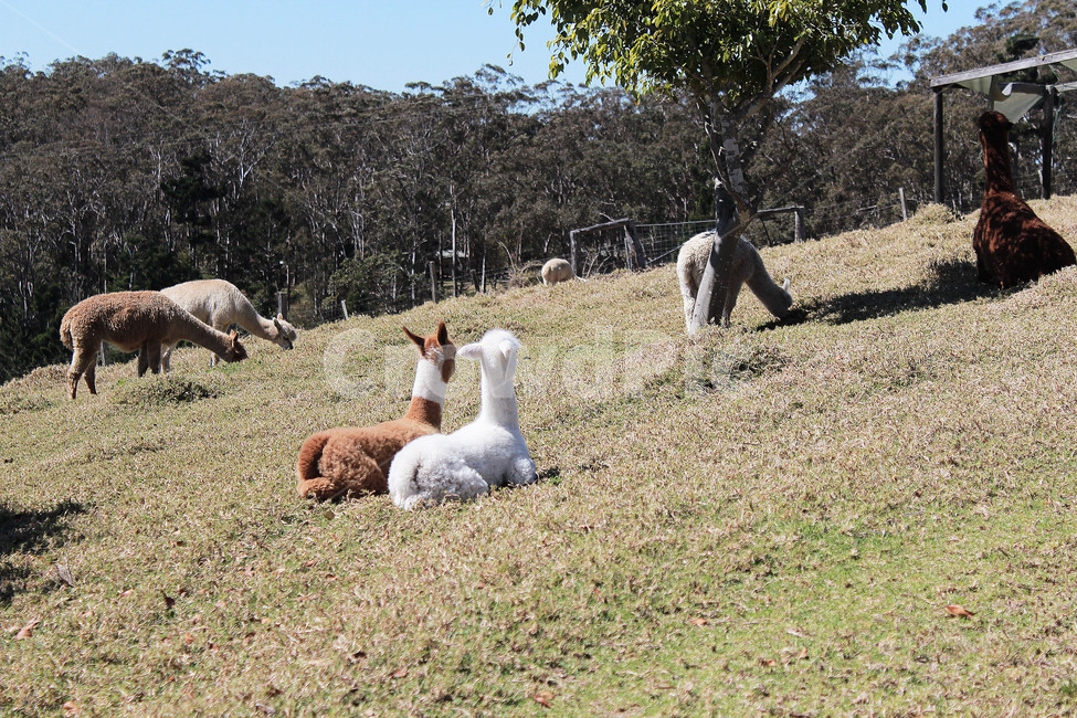 nature,자연,목초지,알파카,outdoors,grassland,동물,animal