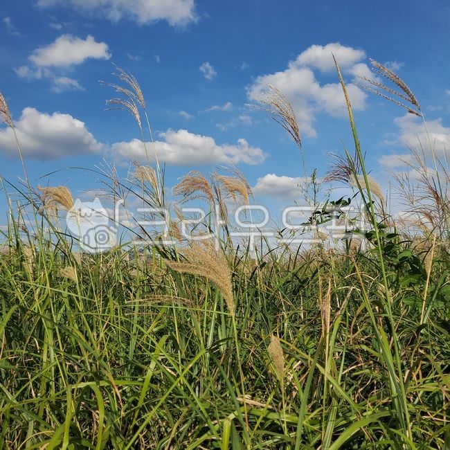 sky,Reed,nature,Sky Park,Silver grass,plant,silver grass,silver grass field,reed field