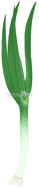 대파, 파, 대파한뿌리, 대파그림, 대파일러스트, 사진,이미지,일러스트,캘리그라피 - Oseleta작가
