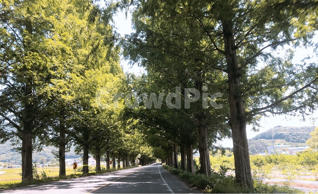나무,거리,자연,풍경,화창한,시골,자연,풍경,nature,landscape,road,도로,tree,plant,식물,tree trunk,나무 줄기,asphalt,아스팔트