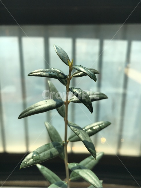올리브,올리브나무,새싹,새순,외목대,베란다,햇살,실내용화초,화분,화초,house plant