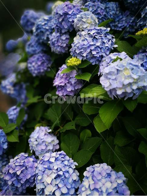 수국,꽃,여름,꽃송이,보라,파랑,여름,계절,summer,season,식물,자연,plants,nature,꽃,flower,plant,geranium,제라늄,blossom
