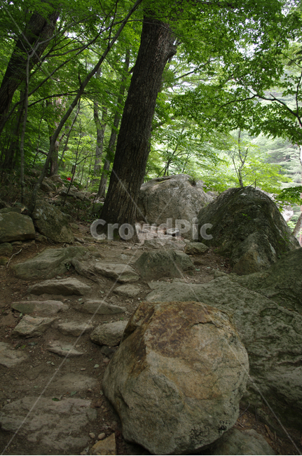 산,바위,풍경,나무,길,자연,풍경,nature,landscape