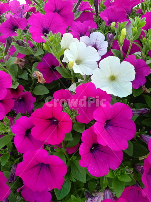 페튜니아,꽃,식물,flower,plant,commongardenpetunia,가지과,한해살이풀,식물,자연,plants,nature,꽃,flower