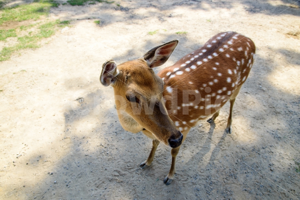 사슴,동물농장,체험,동물,사슴한마리,하이앵글,동물,animal,포유류,mammal
