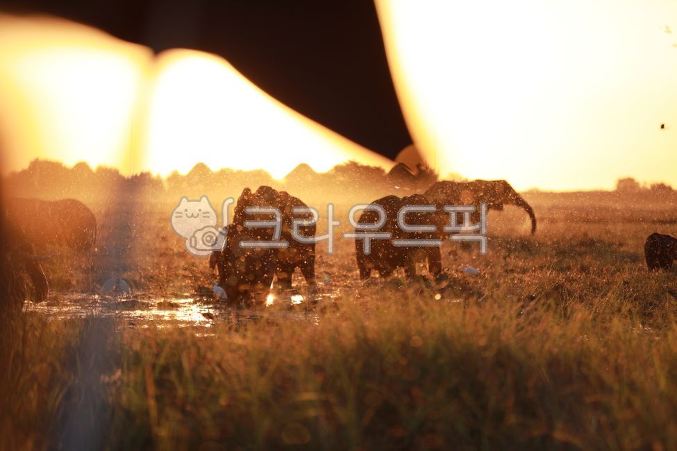 코끼리,elephant,동물,초식동물,아프리카코끼리,animal