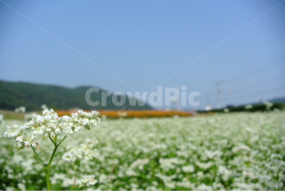plant,식물,메밀꽃,꽃밭,flower,식물,자연,plants,nature,꽃,flower