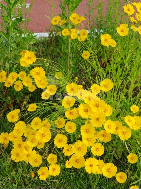 금계국,노랑,봄,풍경,맑음,봄,계절,spring,season,식물,자연,plants,nature,꽃,flower,plant,potted plant,화분,jar,항아리,pottery,도기류,vase,병 장식