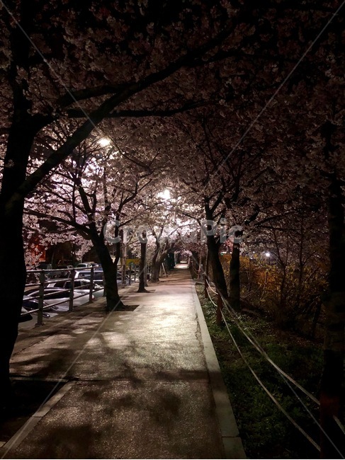 벚꽃,꽃길,벚꽃길,꽃,봄