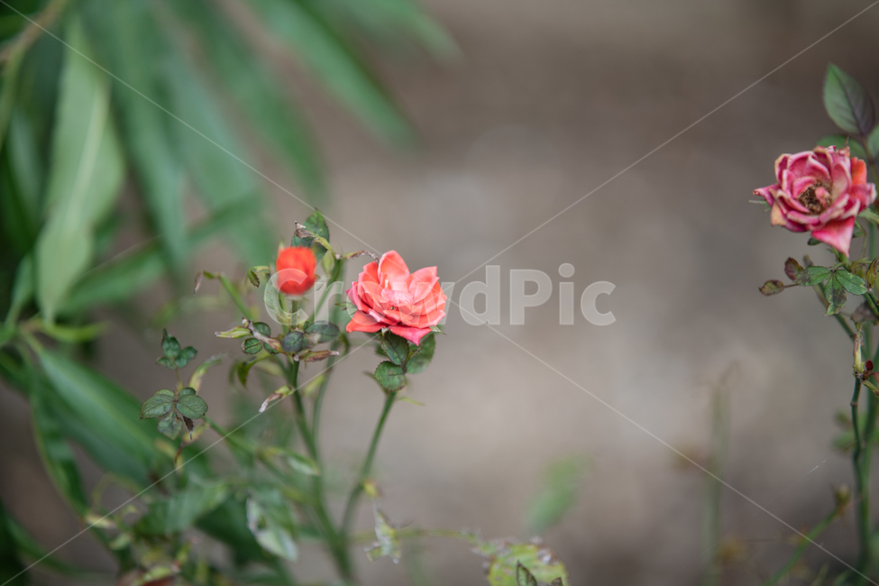 꽃,식물,plant,botanical,flower,식물,자연,plants,nature,꽃,flower