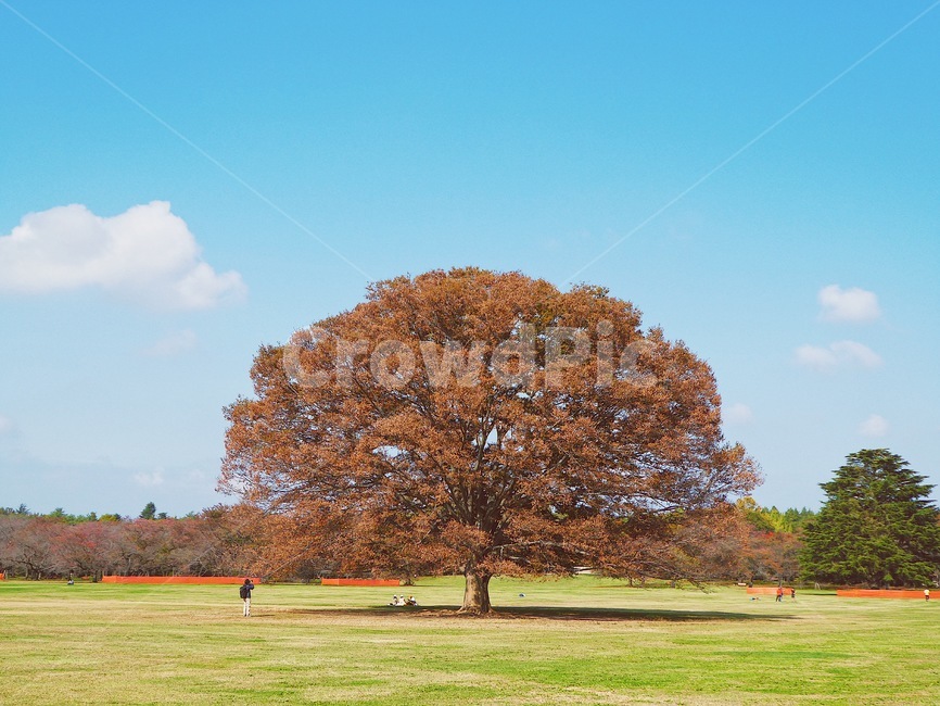 나무,일본공원,쇼와기념공원,풍경,자연,도쿄,japan,tokyo,park