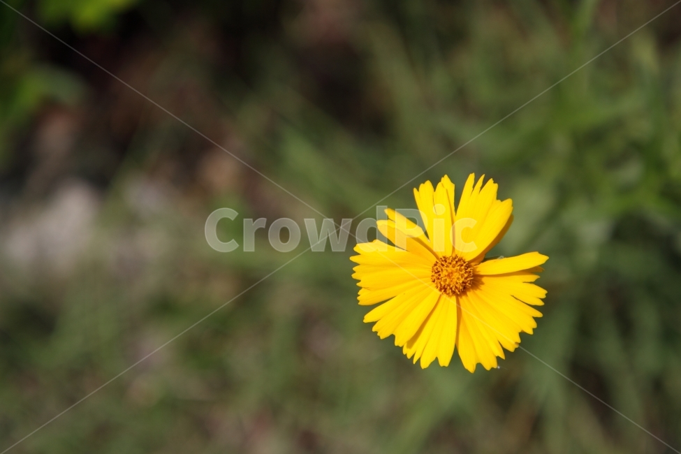 꽃,금계국,노랑코스모스,자연,풍경,자연풍경,정물,접사,식물,자연,plants,nature,꽃,flower