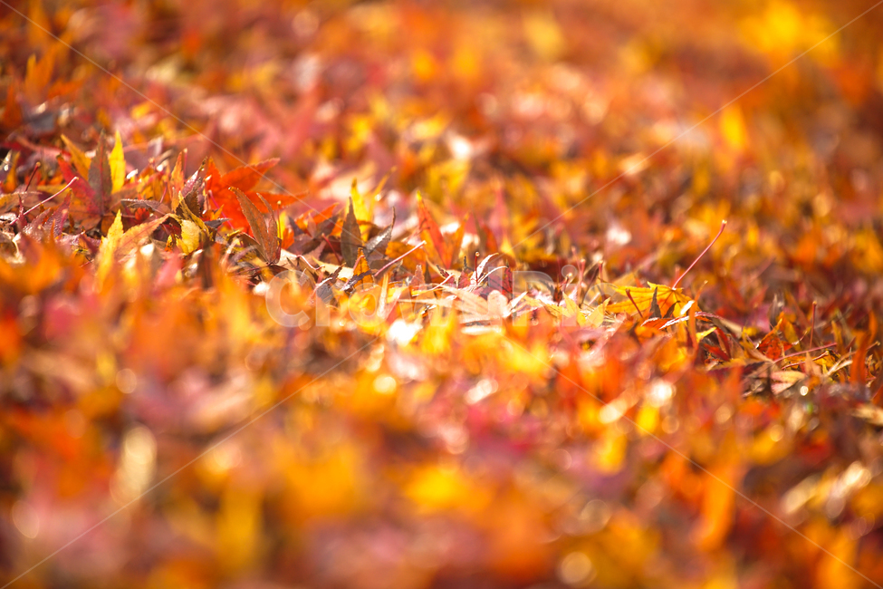 가을,낙엽,단풍,공원,나무,계절,감성,가을,계절,fall,autumn,season,plant,식물,leaf,잎