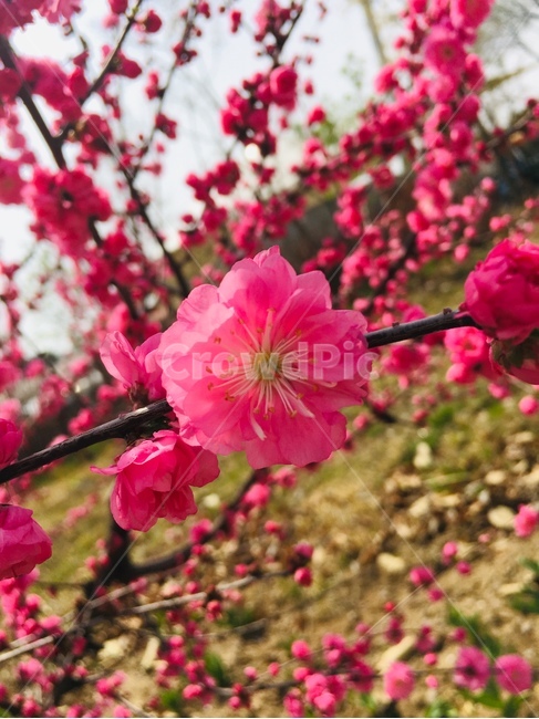 꽃송이,자연,벚꽃,분홍색,분홍꽃
