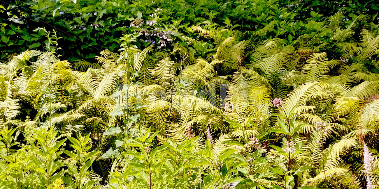 plant,식물,양치류,fern,초록색,자연,보타니컬,풀숲,배경
