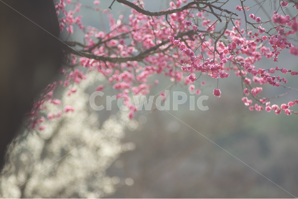 red plum blossom,spring flowers,plum blossom,Emotional flower photo,white plum blossom