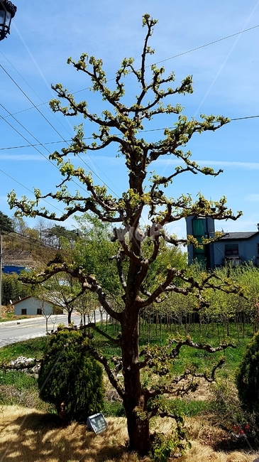 나무,미,예술,정원,tree,하늘,파랑,푸르름,소나무,풀,집,전기줄