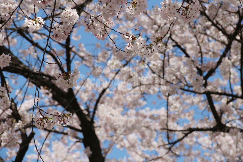 사쿠라,cherryblossom,봄,꽃,봄꽃,벚꽃