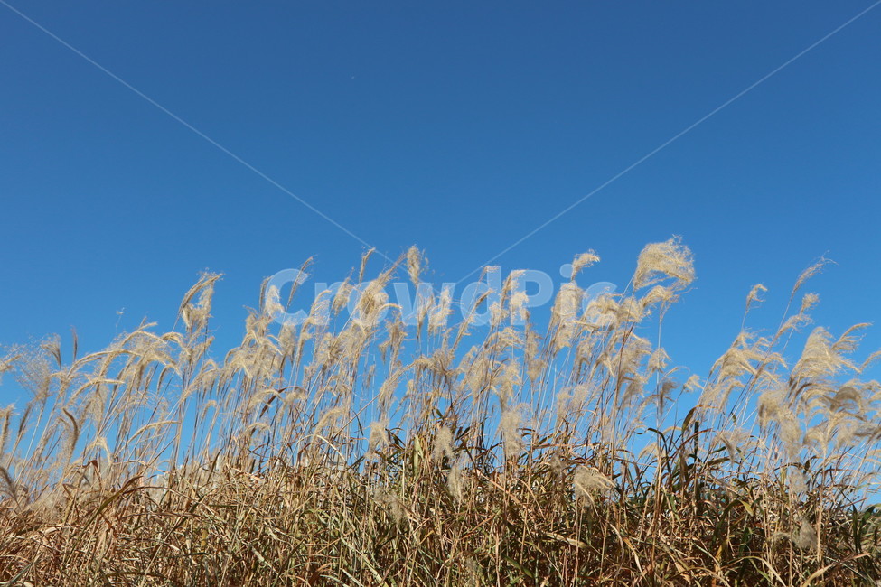 갈대,가을하늘,갈대밭,가을풍경,가을,reeds,fall,autumnsecenery