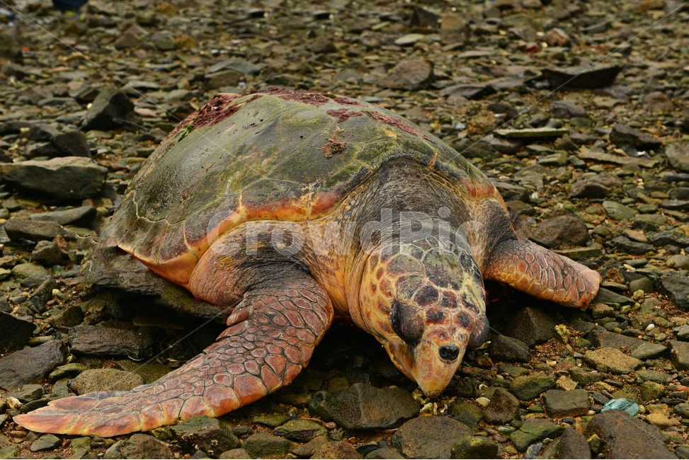 전남,여수,금오도,해안가,초대형,거북이,죽음,sealife,해양생물,여수금오도,동물,animal,파충류,양서류,reptile,amphibian