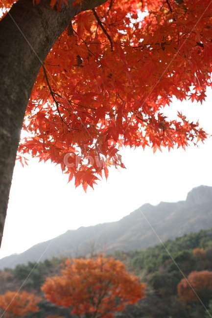 단풍,가을,산,자연,풍경,붉은,단풍나무,단풍잎,가을,계절,fall,autumn,season,자연,풍경,nature,landscape,leaf,잎,plant,식물,tree,나무,maple