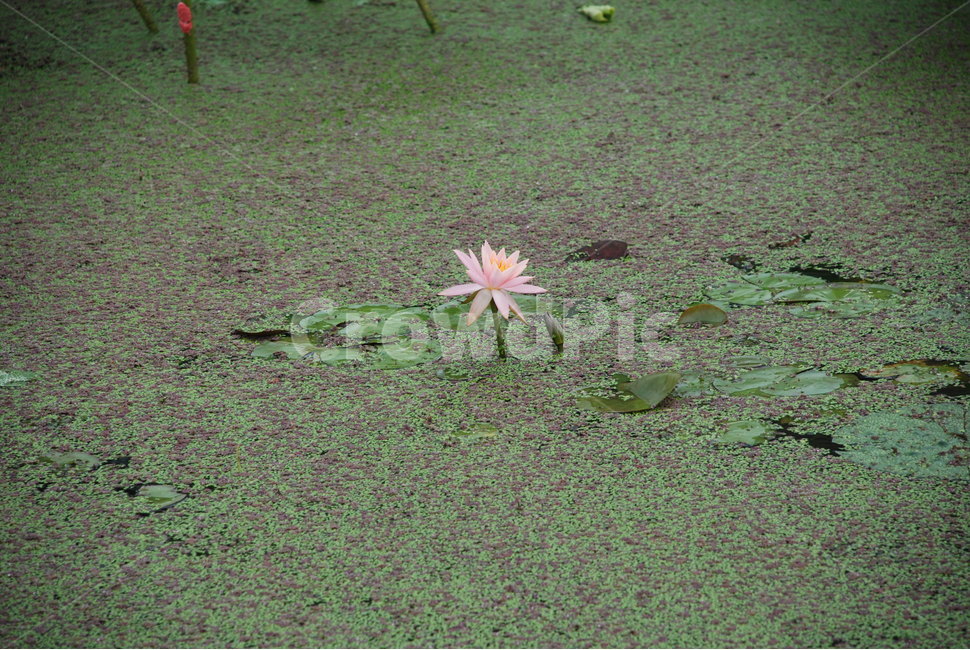 수련,연꽃,꽃,식물,분홍꽃,식물,자연,plants,nature,꽃,flower