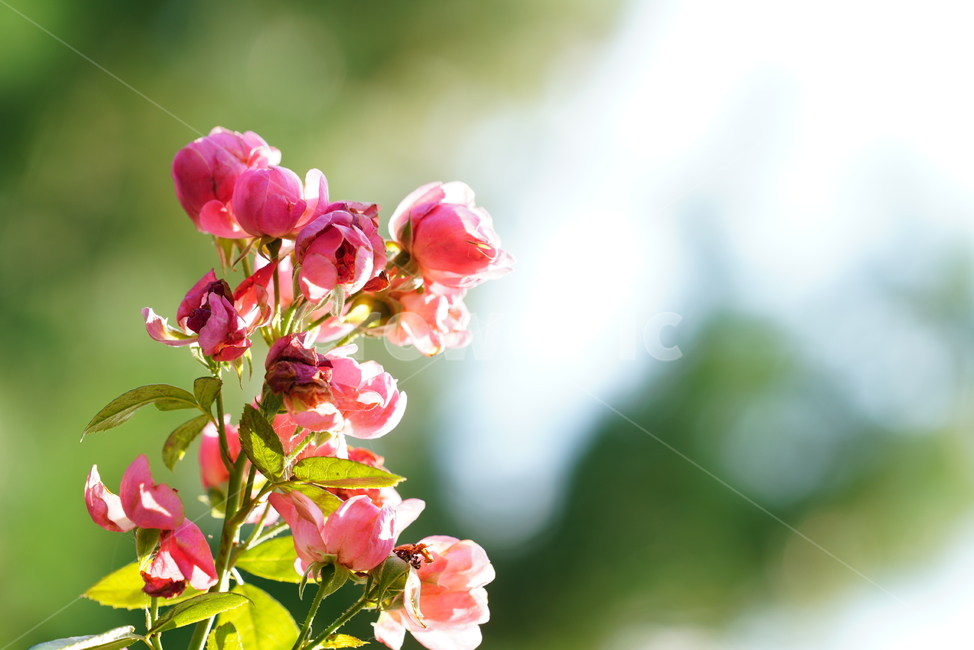 장미,꽃,플라워,식물,생물,생명,flower,식물,자연,plants,nature,꽃,flower