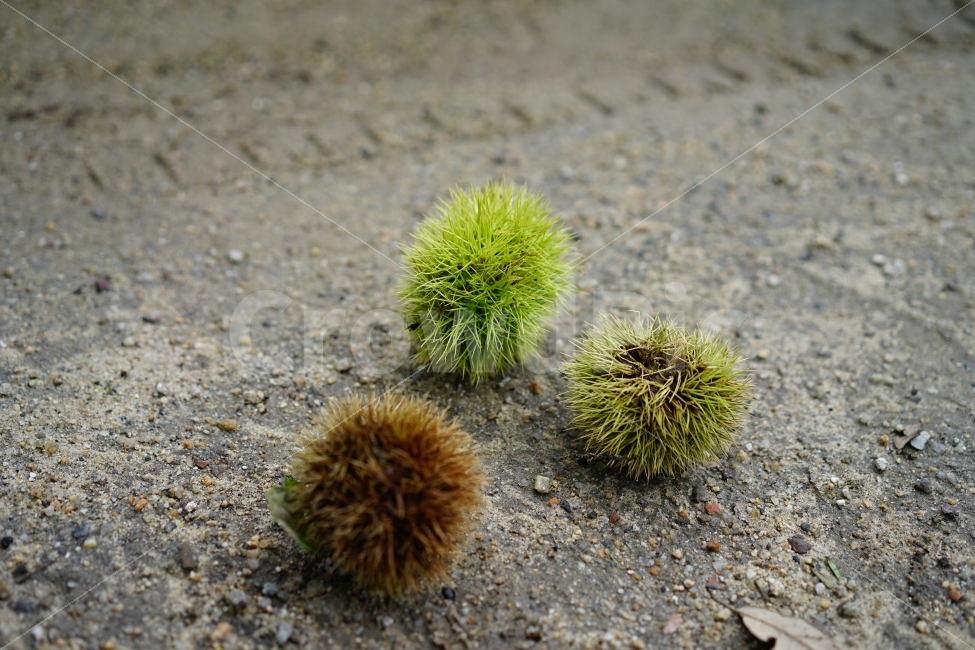 가을,밤,밤송이,식물,열매,계절,가시,견과류,자연,풍경사진,느낌,감성사진,까시,시간,세월,가을,계절,fall,autumn,season,음식,식재료,요리,food,cook,meal,dishes,food reserves,plant,moss,이끼