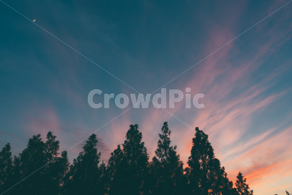 노을,하늘,나무,달,감성,구름,밤하늘,저녁,매직아워,여유,역광,sky,cloud,sunset,sundown,backlight,evening,wood,tree,beautiful,rest,moon,저녁하늘,자연,풍경,nature,landscape,야경,밤,nightscape,night,색깔,색상,색채,색감,color sense,color sensitivity,feeling of color,plant,식물,fir,전나무
