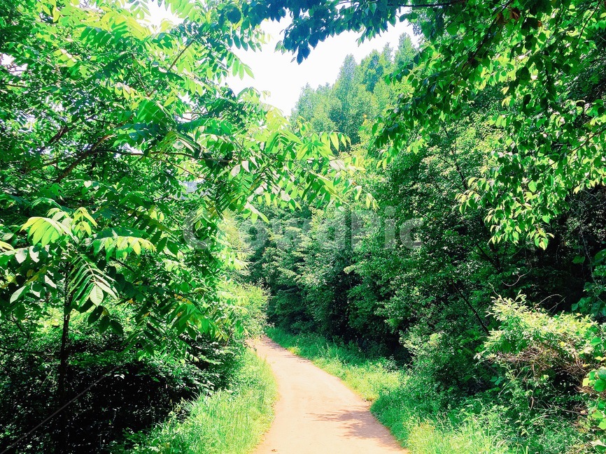 식물,자연,정원,초록,길,산책,산림욕,여름,계절,summer,season,자연,풍경,nature,landscape,vegetation,초목,plant,outdoors,옥외