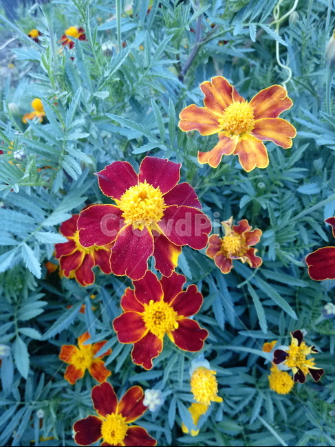 plant,flower,식물,꽃,blossom,금잔화,메리골드,식물,자연,plants,nature,꽃,flower
