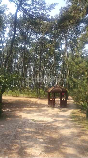 공원,산책로,숲속,소나무길,자연
