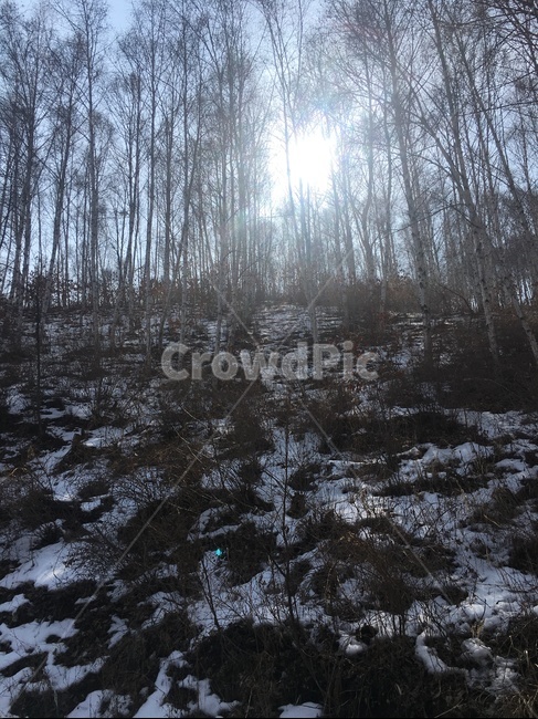 빛,눈,light,snow,숲,나무,차가움,따뜻함
