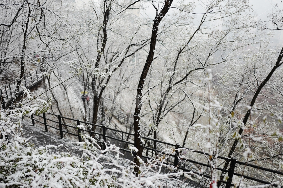 첫눈,눈,눈꽃,산,겨울,겨울풍경,겨울,계절,winter,season,자연,풍경,nature,landscape,식물,plants,나무,trees,wood,outdoors,옥외,snow