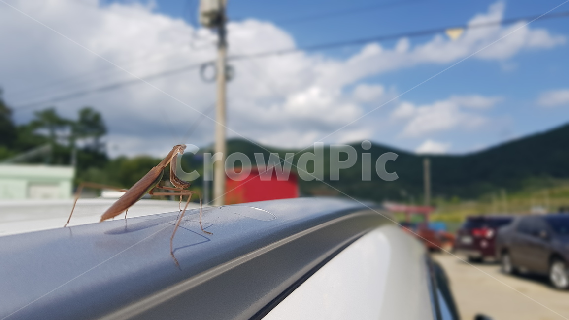 사마귀,하늘,시골,곤충,맑음,곤충,벌레,insect,bug