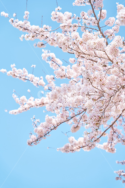 sky,pink,벚꽃,blossom,flower,봄,spring