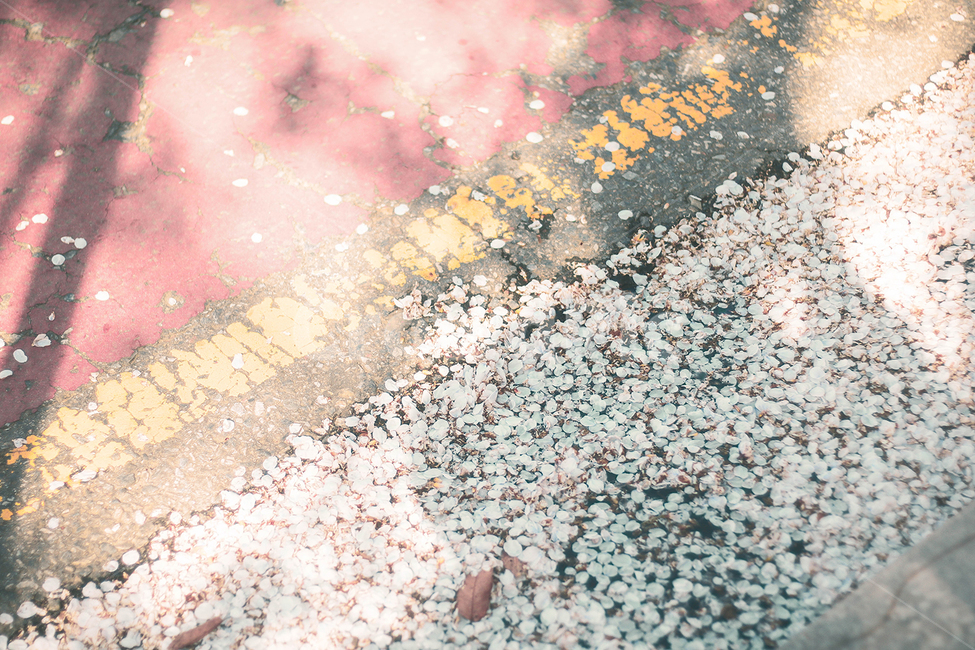 벚꽃,봄,벚꽃잎,감성사진,꽃,spring,따뜻함,순수,flower,cherryblossoms,일본감성,여의도벚꽃축제,4월,아기자기,길거리,소녀감성,빛,봄,계절,spring,season,꽃,flower,감성,sensible,feeling