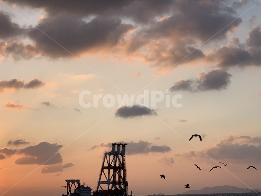 animal,동물,bird,새,바다,sea,하늘,skt,구름,cloud,노을,sunset,sunlight,pink