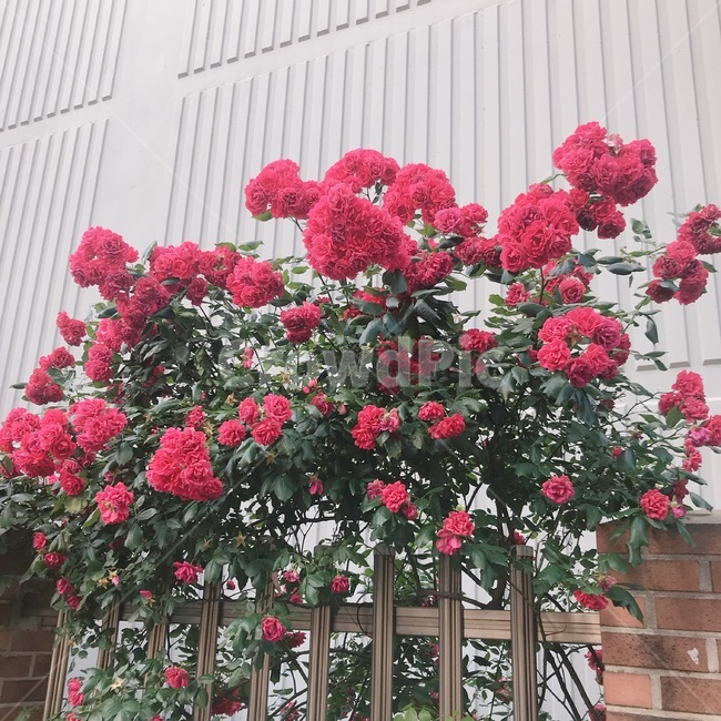 꽃,식물,장미,flower,blossom