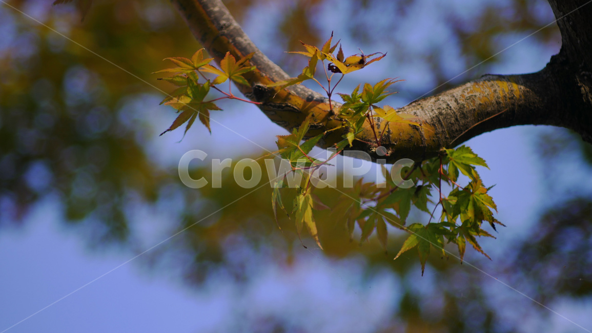 식물,잎,나무,따뜻한,감성,가을,계절,fall,autumn,season,식물,자연,plants,nature,나무,trees,wood