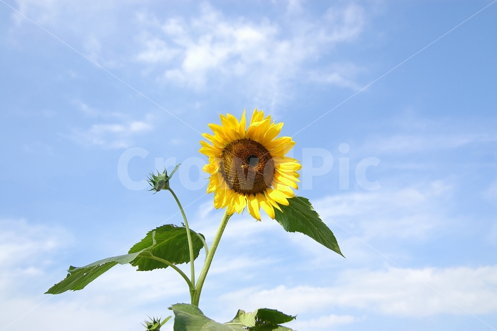 해바라기,식물,꽃,해바라기꽃,하늘,구름,자연,배경,백그라운드,가을,꽃잎,여름,계절,summer,season,식물,자연,plants,nature,꽃,flower,plant,blossom