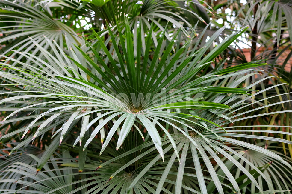 나무,야자나무,금산죽,야자과,식물,열대식물,자연,식물원,식물,자연,plants,nature