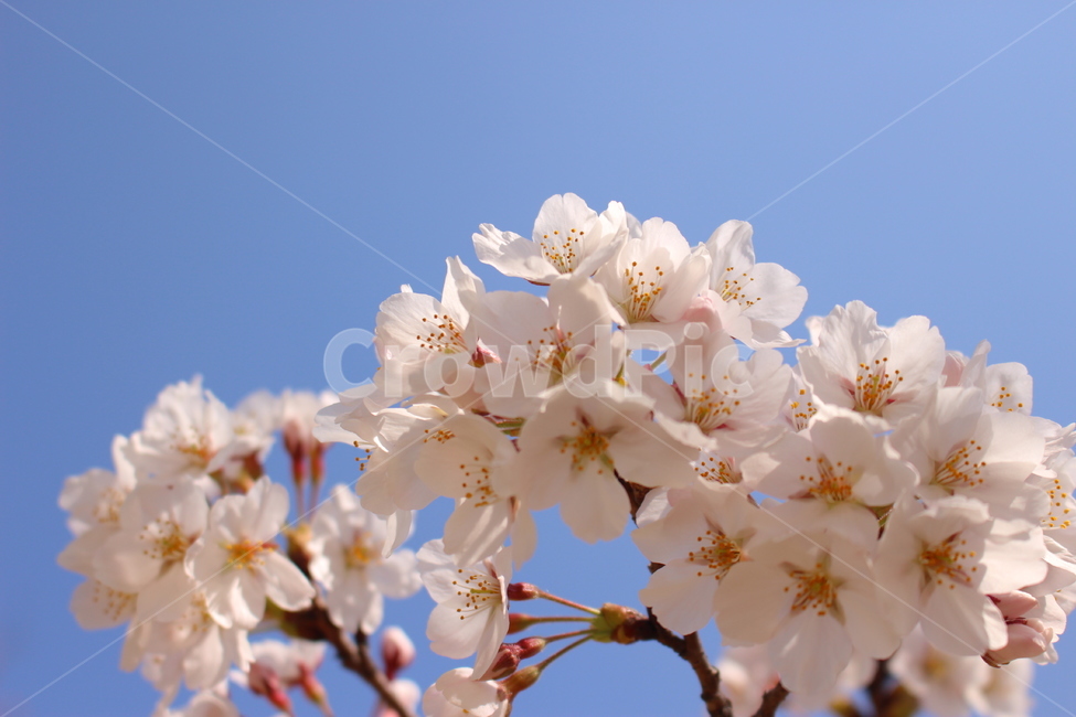plant,식물,꽃,flower,blossom,nature,자연,꽃나무,벚꽃,분홍꽃,하늘