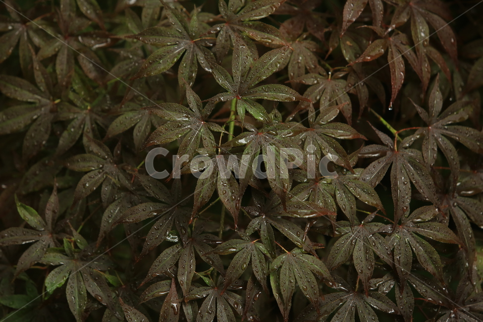 비,소경,풍경,비오는날,비오는소경,rain,식물,자연,plants,nature,비,비오는날,rain,rainy