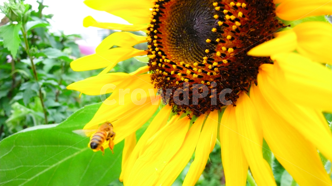 insect,곤충,honeybee,꿀벌,식물,plant,벌,bee,해바라기,식물,자연,plants,nature,꽃,flower,곤충,벌레,insect,bug